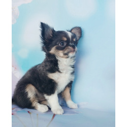 Щенки Чихуахуа