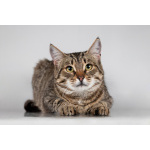 Красавица Карамель ищет дом.