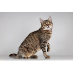 Красавица Карамель ищет дом.