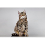 Красавица Карамель ищет дом.