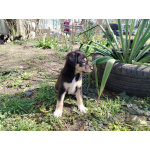 Милые малыши ищут хозяив