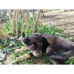 Милые малыши ищут хозяив