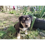 Милые малыши ищут хозяив