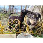 Милые малыши ищут хозяив