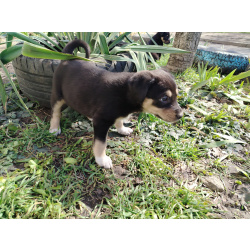 Милые малыши ищут хозяив