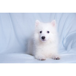 Щенок японского шпица