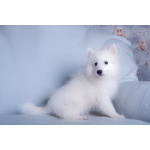 Щенок японского шпица