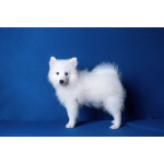 Щенок японского шпица