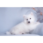 Щенок японского шпица