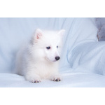 Щенок японского шпица