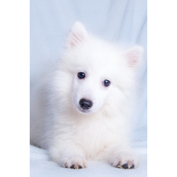 Щенок японского шпица