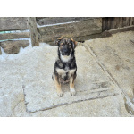 Щенки-мальчишки ищут дом