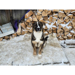 Щенки-мальчишки ищут дом