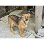 Щенки-мальчишки ищут дом