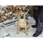 Щенки-мальчишки ищут дом