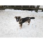 Щенки-мальчишки ищут дом