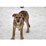 Щенки-мальчишки ищут дом