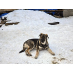 Щенки-мальчишки ищут дом