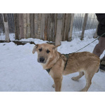 Щенки-мальчишки ищут дом