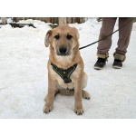 Щенки-мальчишки ищут дом