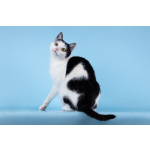 Очаровательная кошечка Лягушонка ищет дом.