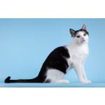 Очаровательная кошечка Лягушонка ищет дом.