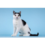 Очаровательная кошечка Лягушонка ищет дом.