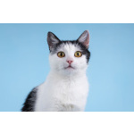 Очаровательная кошечка Лягушонка ищет дом.