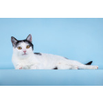 Очаровательная кошечка Лягушонка ищет дом.