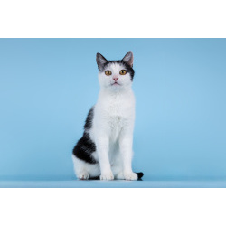 Очаровательная кошечка Лягушонка ищет дом.