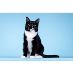 Малыш Чертенок ищет дом.