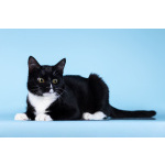 Малыш Чертенок ищет дом.