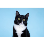 Малыш Чертенок ищет дом.