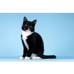 Малыш Чертенок ищет дом.