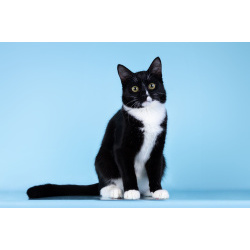 Малыш Чертенок ищет дом.