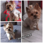 Детки Йорка