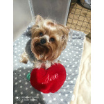 Детки Йорка