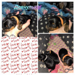 Детки Йорка