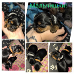 Детки Йорка