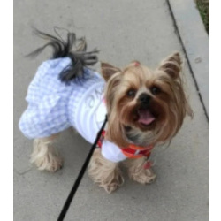 Детки Йорка