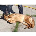 Джульетта - собака компаньон, собака верность очень ждет свою родную семью!