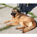 Джульетта - собака компаньон, собака верность очень ждет свою родную семью!