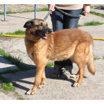 Джульетта - собака компаньон, собака верность очень ждет свою родную семью!