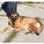 Джульетта - собака компаньон, собака верность очень ждет свою родную семью!