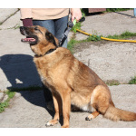 Джульетта - собака компаньон, собака верность очень ждет свою родную семью!