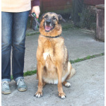 Джульетта - собака компаньон, собака верность очень ждет свою родную семью!