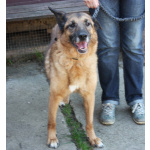 Джульетта - собака компаньон, собака верность очень ждет свою родную семью!