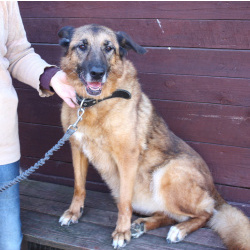 Джульетта - собака компаньон, собака верность очень ждет свою родную семью!