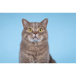 Котик Помпон ищет свою семью