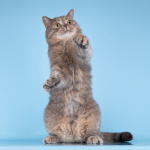 Шотландец Митенька в добрые руки.